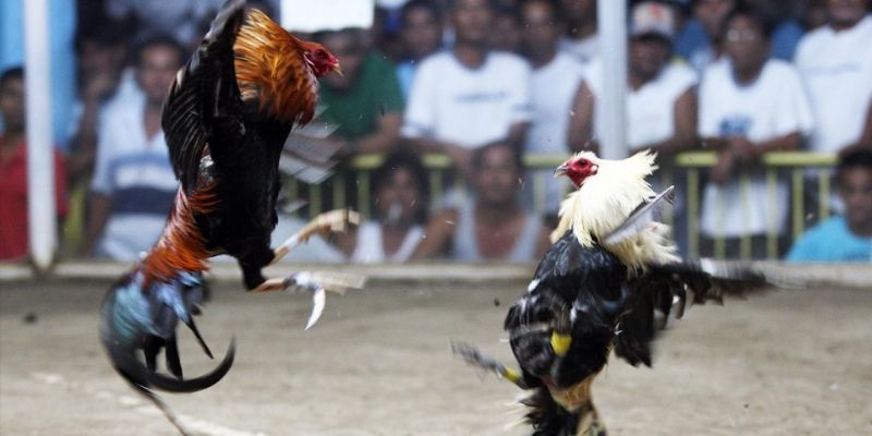 Giới thiệu khái quát thông tin về siêu phẩm chọi kê Mỹ