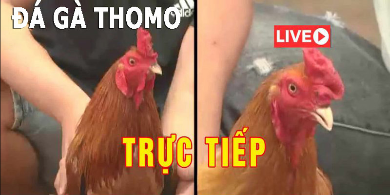 Những kiến thức thú vị về đá gà thomo